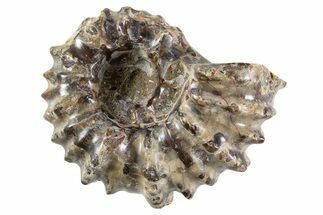 Bumpy Ammonite (Douvilleiceras) Fossil - Madagascar #343800