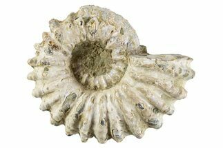 Bumpy Ammonite (Douvilleiceras) Fossil - Madagascar #343811