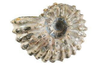 Bumpy Ammonite (Douvilleiceras) Fossil - Madagascar #343812