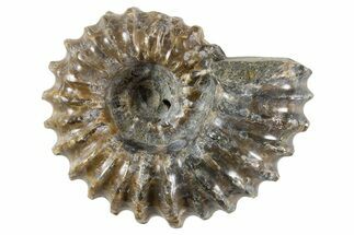 Bumpy Ammonite (Douvilleiceras) Fossil - Madagascar #343813