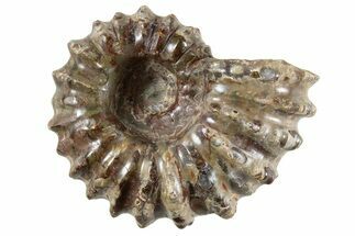 Bumpy Ammonite (Douvilleiceras) Fossil - Madagascar #343814