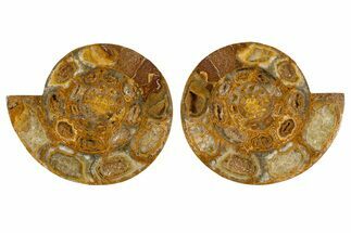 Cut & Polished Jurassic Ammonite (Perisphinctes) Fossil #344944