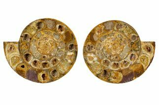 Cut & Polished Jurassic Ammonite (Perisphinctes) Fossil #344942
