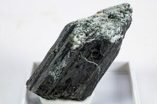 Black-Green Magnesio-Hastingsite Crystal - Norway #345864