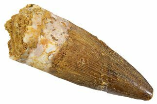Juvenile Fossil Spinosaurus Tooth - Real Dinosaur Tooth #345865