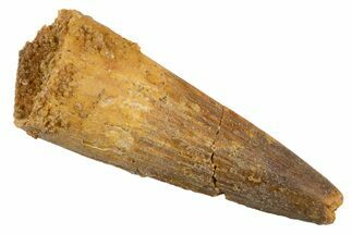 Juvenile Fossil Spinosaurus Tooth - Real Dinosaur Tooth #345870