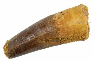 Juvenile Fossil Spinosaurus Tooth - Feeding Worn Tip #345872