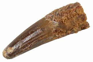 Juvenile Fossil Spinosaurus Tooth - Real Dinosaur Tooth #345878