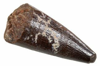 Juvenile Fossil Spinosaurus Tooth Tip - Real Dinosaur Tooth #345881
