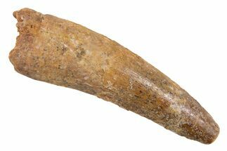 Juvenile Fossil Spinosaurus Tooth - Real Dinosaur Tooth #345885