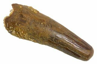 Bargain, Juvenile Fossil Spinosaurus Tooth - Feeding Worn Tip #345892