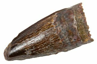 Juvenile Fossil Spinosaurus Tooth - Real Dinosaur Tooth #345900