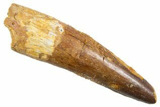 Buy Spinosaurus Teeth