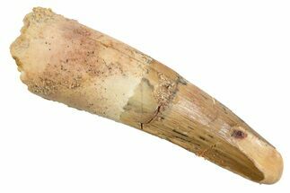 Fossil Spinosaurus Tooth - Feeding Worn Tip #345914