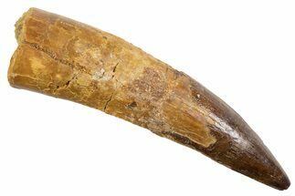 Fossil Spinosaurus Tooth - Real Dinosaur Tooth #345917