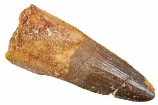 Fossil Spinosaurus Tooth - Feeding Worn Tip #345919