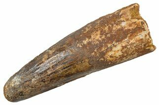 Fossil Spinosaurus Tooth - Feeding Worn Tip #345922