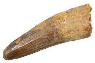 Fossil Spinosaurus Tooth - Feeding Worn Tip #345926