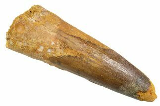 Fossil Spinosaurus Tooth - Real Dinosaur Tooth #345928