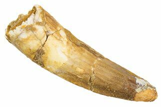 Fossil Spinosaurus Tooth - Real Dinosaur Tooth #345934