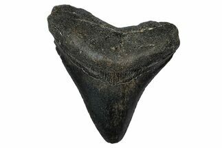 Fossil Megalodon Tooth - North Carolina #345675