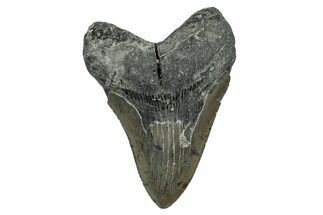Serrated, Fossil Megalodon Tooth - North Carolina #345679
