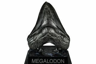 Bargain, Fossil Megalodon Tooth - Serrated Blade #345782