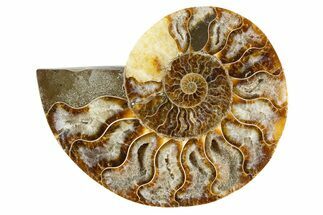 Cut & Polished Ammonite Fossil (Half) - Madagascar #345982