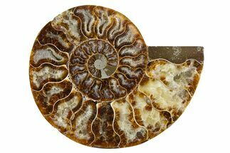 Cut & Polished Ammonite Fossil (Half) - Madagascar #345990
