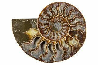 Cut & Polished Ammonite Fossil (Half) - Deep Crystal Pockets #345994