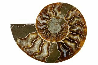 Cut & Polished Ammonite Fossil (Half) - Madagascar #346000