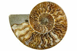 Cut & Polished Ammonite Fossil (Half) - Madagascar #346013