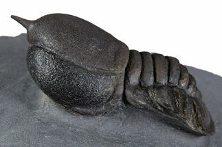 Huge Eyed Trilobite (Cyclopyge) Fossil - Exceptionally Large #346039