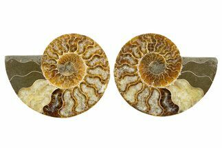 Cut & Polished, Agatized Ammonite Fossil - Madagascar #344160