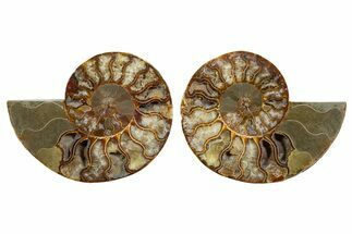 Cut & Polished, Agatized Ammonite Fossil - Madagascar #344495