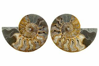Cut & Polished, Agatized Ammonite Fossil - Madagascar #344496