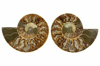 Cut & Polished, Agatized Ammonite Fossil - Madagascar #344498