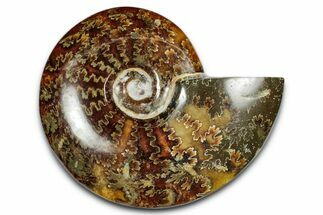 Polished Ammonite (Cleoniceras) Fossil - Madagascar #339252