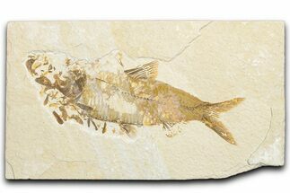 Bargain, Fossil Fish (Knightia) - Wyoming #346016