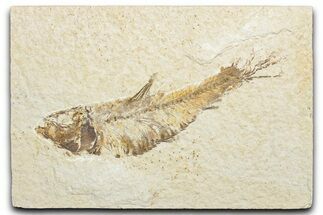 Bargain, Fossil Fish (Knightia) - Wyoming #346021