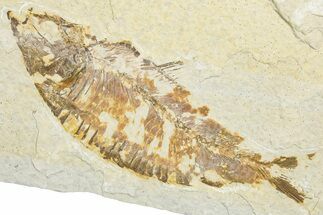 Detailed Fossil Fish (Knightia) - Wyoming #346030