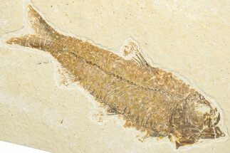 Detailed Fossil Fish (Knightia) - Wyoming #346044