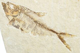 Detailed Fossil Fish (Diplomystus) - Wyoming #346052