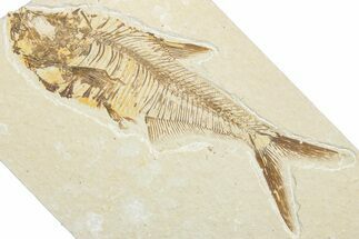 Detailed Fossil Fish (Diplomystus) - Wyoming #346059