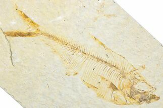 Bargain, Detailed Fossil Fish (Diplomystus) - Wyoming #346062