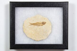 Knightia Fossil Fish From Wyoming with Display Case - to #346212