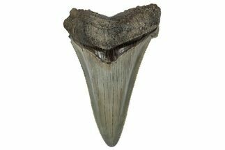 Serrated Angustidens Tooth - Megalodon Ancestor #340353