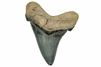 Serrated Angustidens Tooth - Megalodon Ancestor #340355