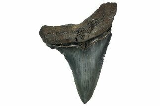 Serrated Angustidens Tooth - Megalodon Ancestor #340360