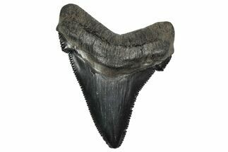 Serrated Angustidens Tooth - Megalodon Ancestor #340361